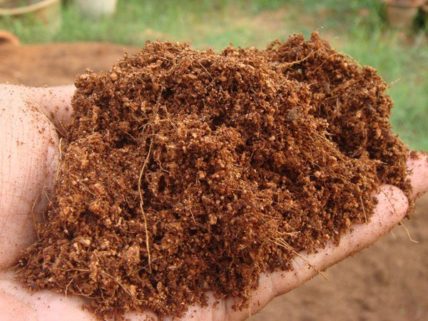 Wholesale Coco Peat Blocks and Briquettes Sri Lanka