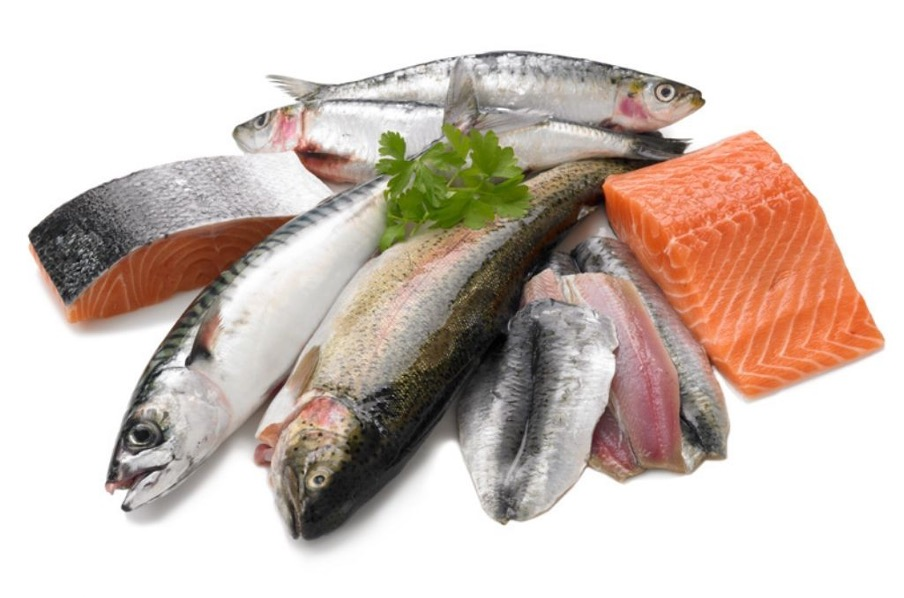 Premium Indian Ocean Fresh and Frozen Fish Export